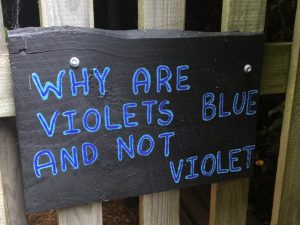 Why are violets blue and not violet? - Tasmazia